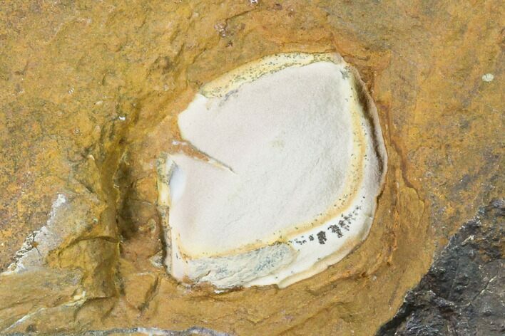Unidentified Fossil Seed From North Dakota - Paleocene #145358